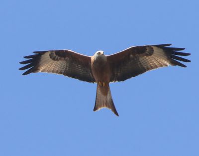 Rode Wouw - Red Kite