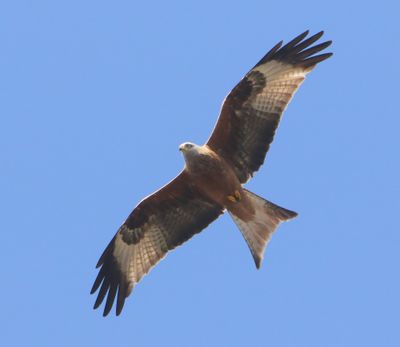Rode Wouw - Red Kite