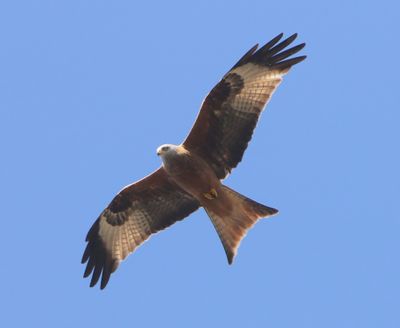 Rode Wouw - Red Kite