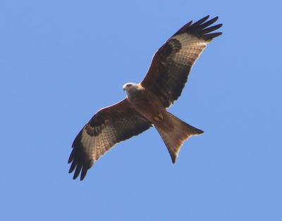 Rode Wouw - Red Kite