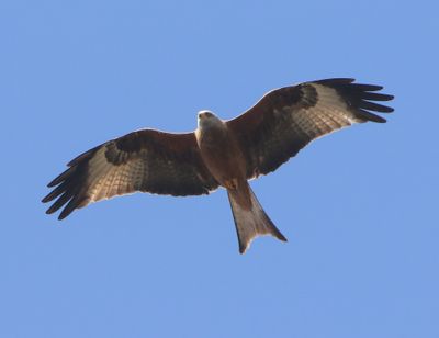 Rode Wouw - Red Kite