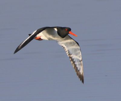 Scholekster - Eurasian Oystercatcher