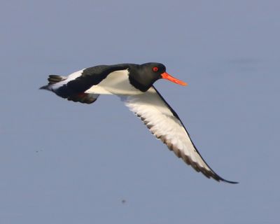 Scholekster - Eurasian Oystercatcher