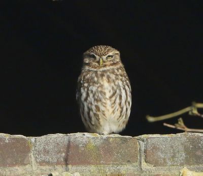 Steenuil - Little Owl