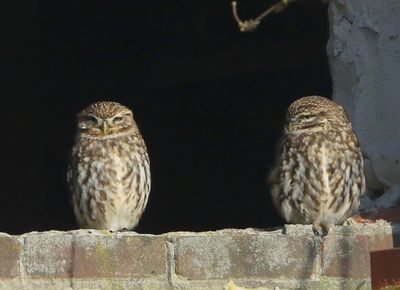 Steenuilen - Little Owls