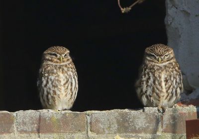 Steenuilen - Little Owls