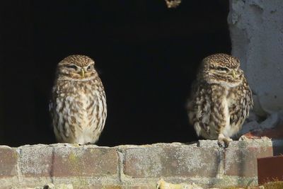 Steenuilen - Little Owls