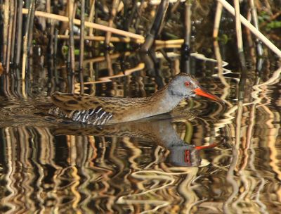Waterral - Water Rail