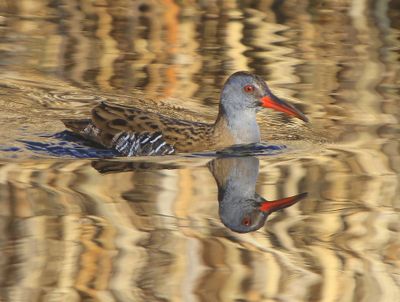Waterral - Water Rail
