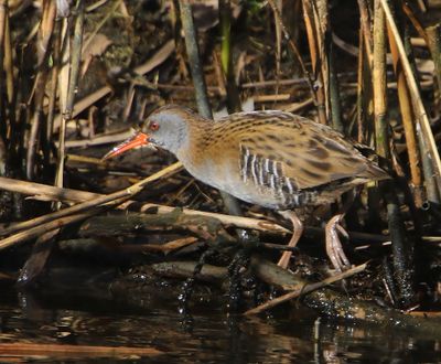Waterral - Water Rail
