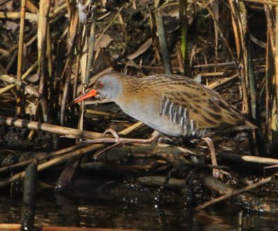 Waterral - Water Rail
