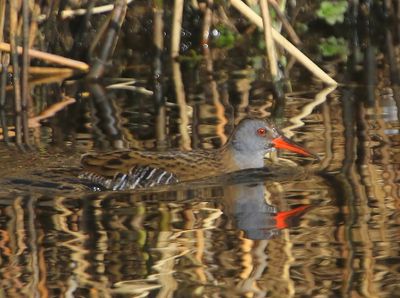 Waterral - Water Rail
