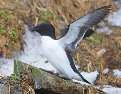 Alk - Razorbill