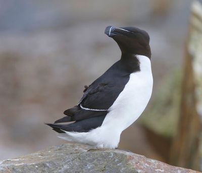 Alk - Razorbill