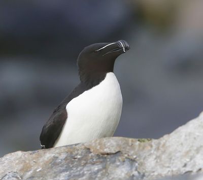 Alk - Razorbill