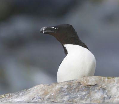 Alk - Razorbill