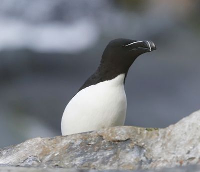 Alk - Razorbill