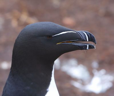 Alk - Razorbill