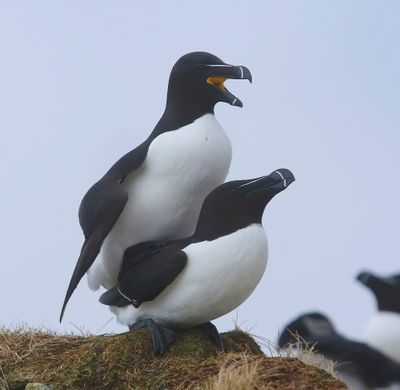 Alken - Razorbills
