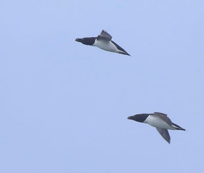 Alken - Razorbills