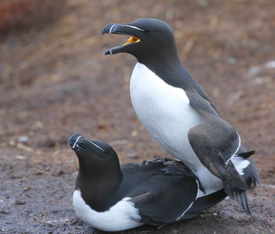 Alken - Razorbills