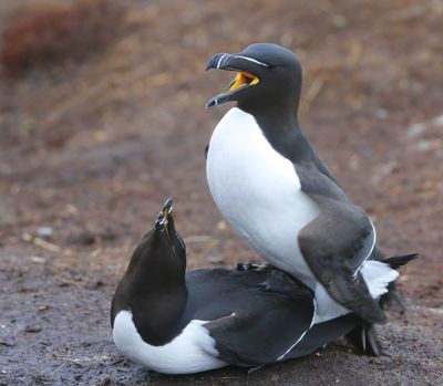 Alken - Razorbills