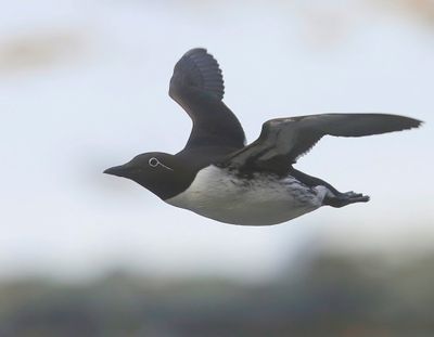 Brilzeekoet - Spectacled Atlantic Murre