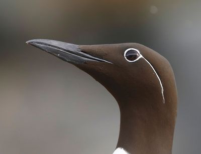 Brilzeekoet - Spectacled Atlantic Murre