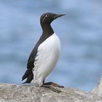 Brilzeekoet - Spectacled Atlantic Murre