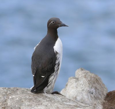 Brilzeekoet - Spectacled Atlantic Murre