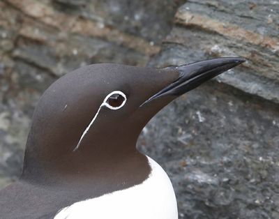 Brilzeekoet - Spectacled Atlantic Murre