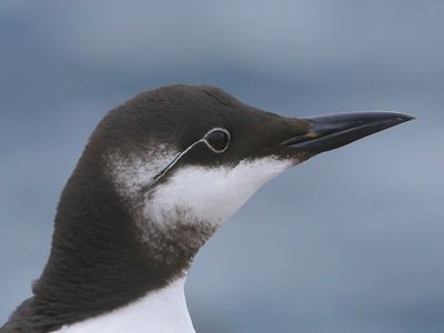 Brilzeekoet - Spectacled Atlantic Murre