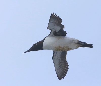 Brilzeekoet - Spectacled Atlantic Murre