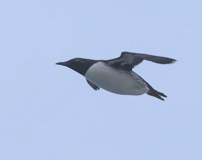 Brilzeekoet - Spectacled Atlantic Murre