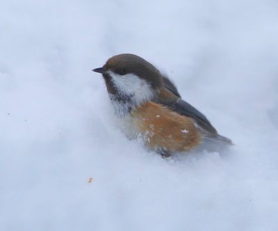 Bruinkopmees - Grey-headed Chickadee