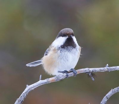 Bruinkopmees - Grey-headed Chickadee
