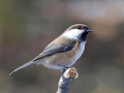 Bruinkopmees - Grey-headed Chickadee