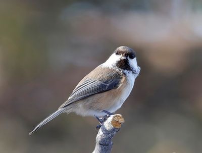 Bruinkopmees - Grey-headed Chickadee