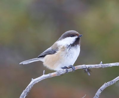 Bruinkopmees - Grey-headed Chickadee