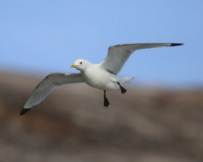 Drieteenmeeuw - Black-legged Kittiwake