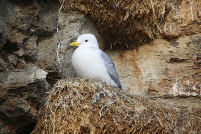 Drieteenmeeuw - Black-legged Kittiwake