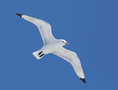 Drieteenmeeuw - Black-legged Kittiwake