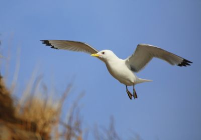 Drieteenmeeuw - Black-legged Kittiwake