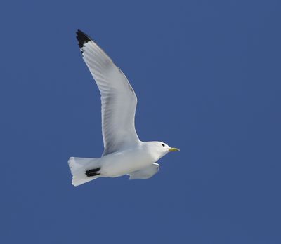 Drieteenmeeuw - Black-legged Kittiwake