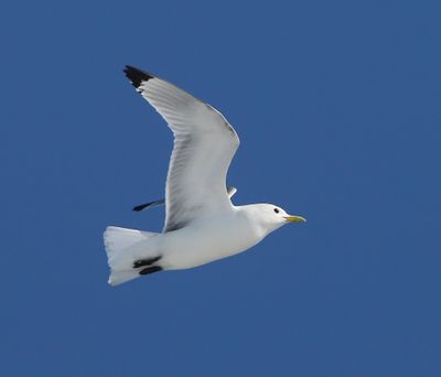 Drieteenmeeuw - Black-legged Kittiwake