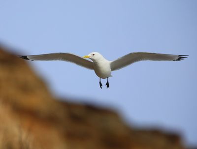 Drieteenmeeuw - Black-legged Kittiwake