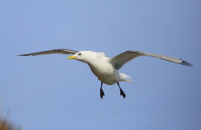 Drieteenmeeuw - Black-legged Kittiwake