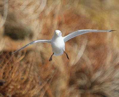 Drieteenmeeuw - Black-legged Kittiwake