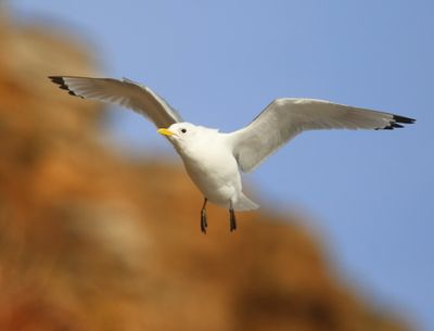 Drieteenmeeuw - Black-legged Kittiwake
