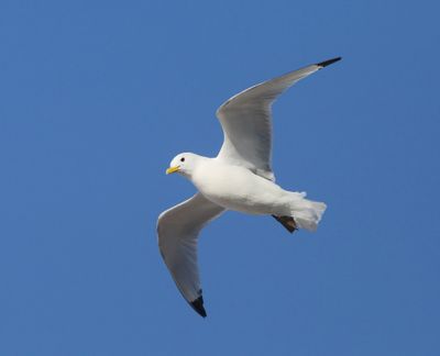Drieteenmeeuw - Black-legged Kittiwake